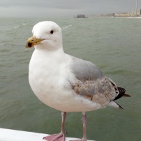 One of many large seagulls.